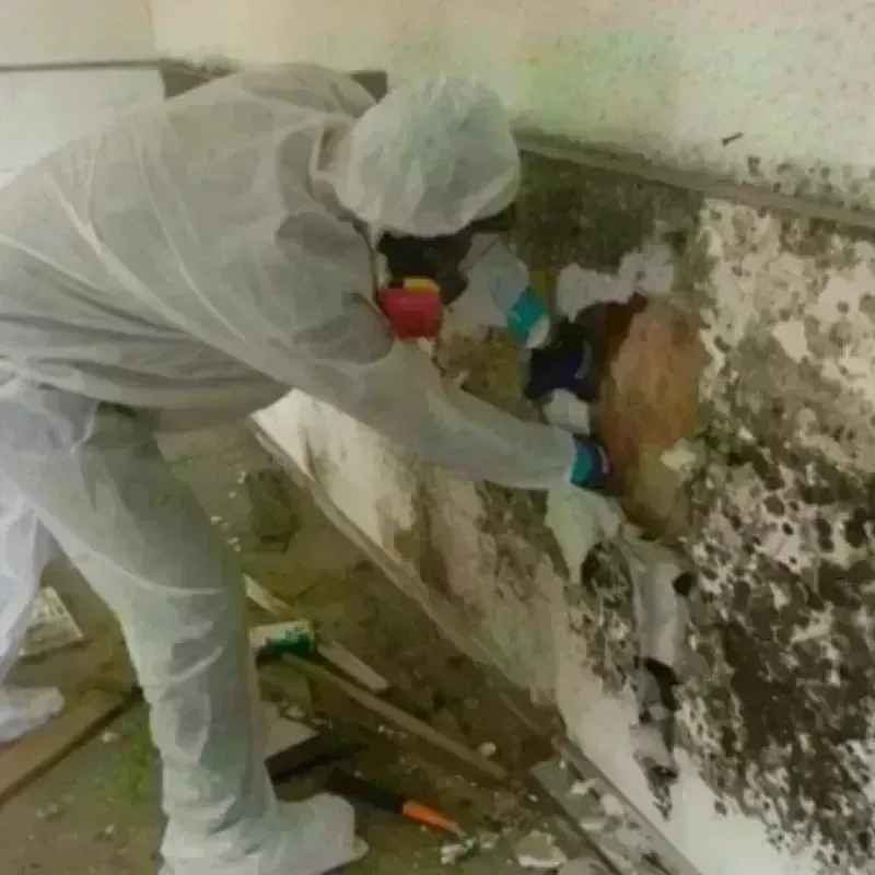 Mold Remediation and Removal in Goddard, MD